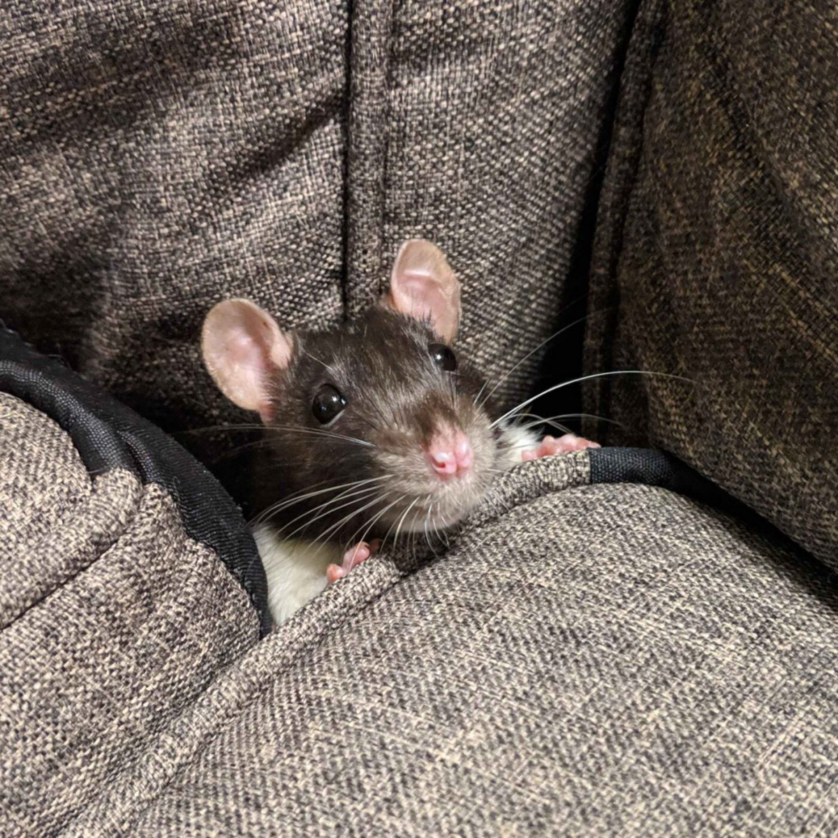 Ces rats qui s'éclatent à cache-cache avec les humains - Podcast