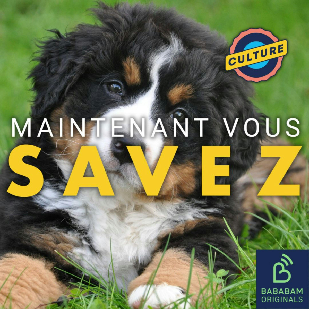 Quel est le chien préféré des Français ?