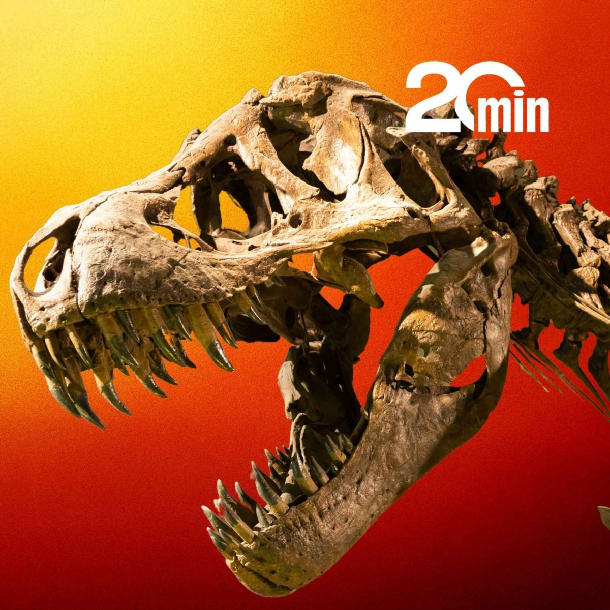 A la rencontre du T-Rex, le vrai, pas celui des films (et ça fait une sacrée différence)