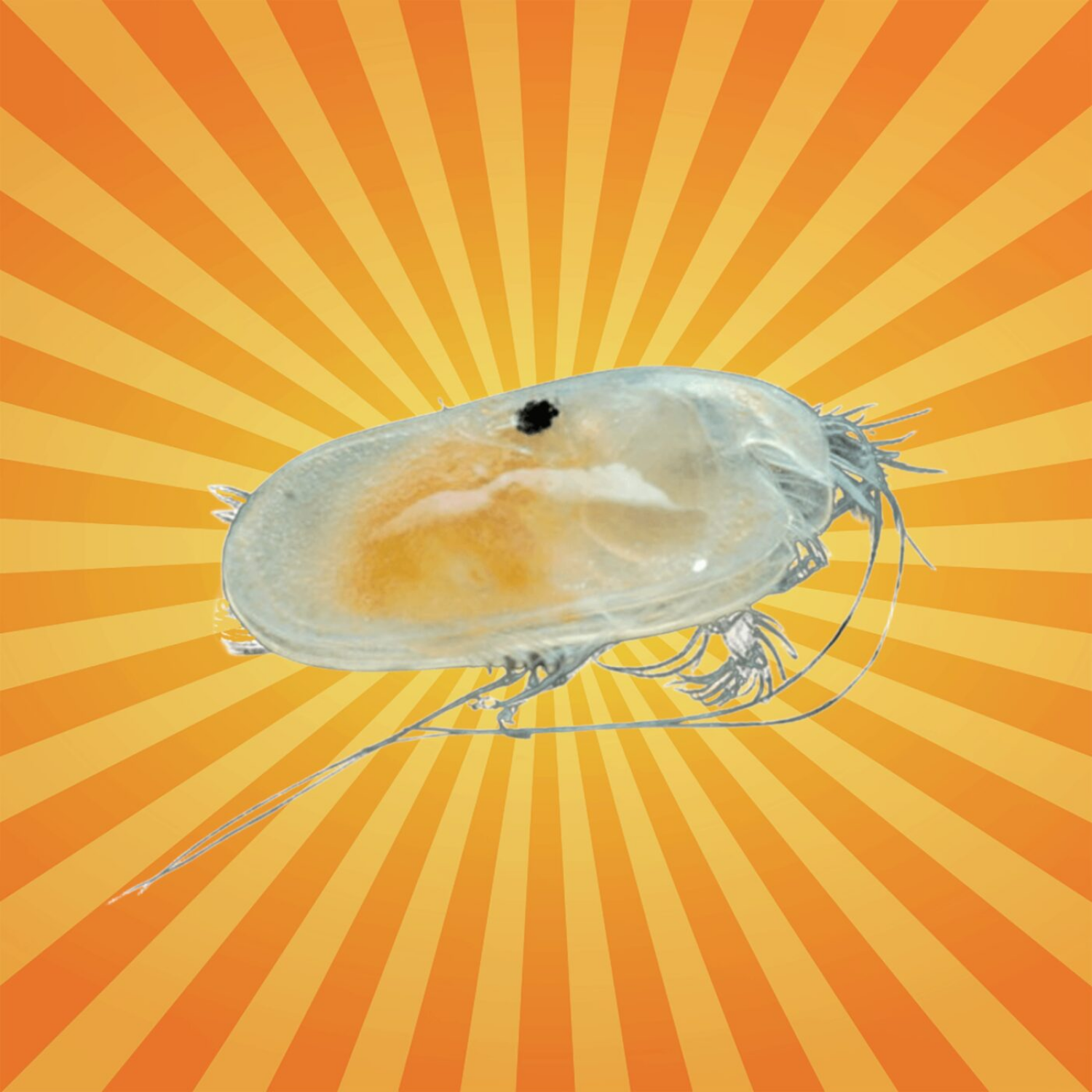 L’ostracode, minuscule crustacé qui éclaire le passé episode artwork