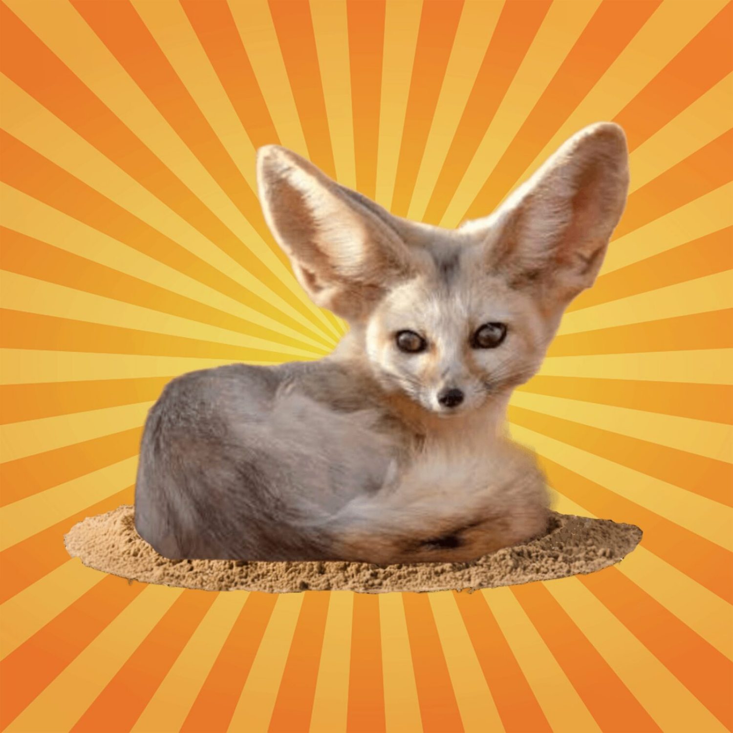 Le fennec entend ses proies sous la surface du sable episode artwork