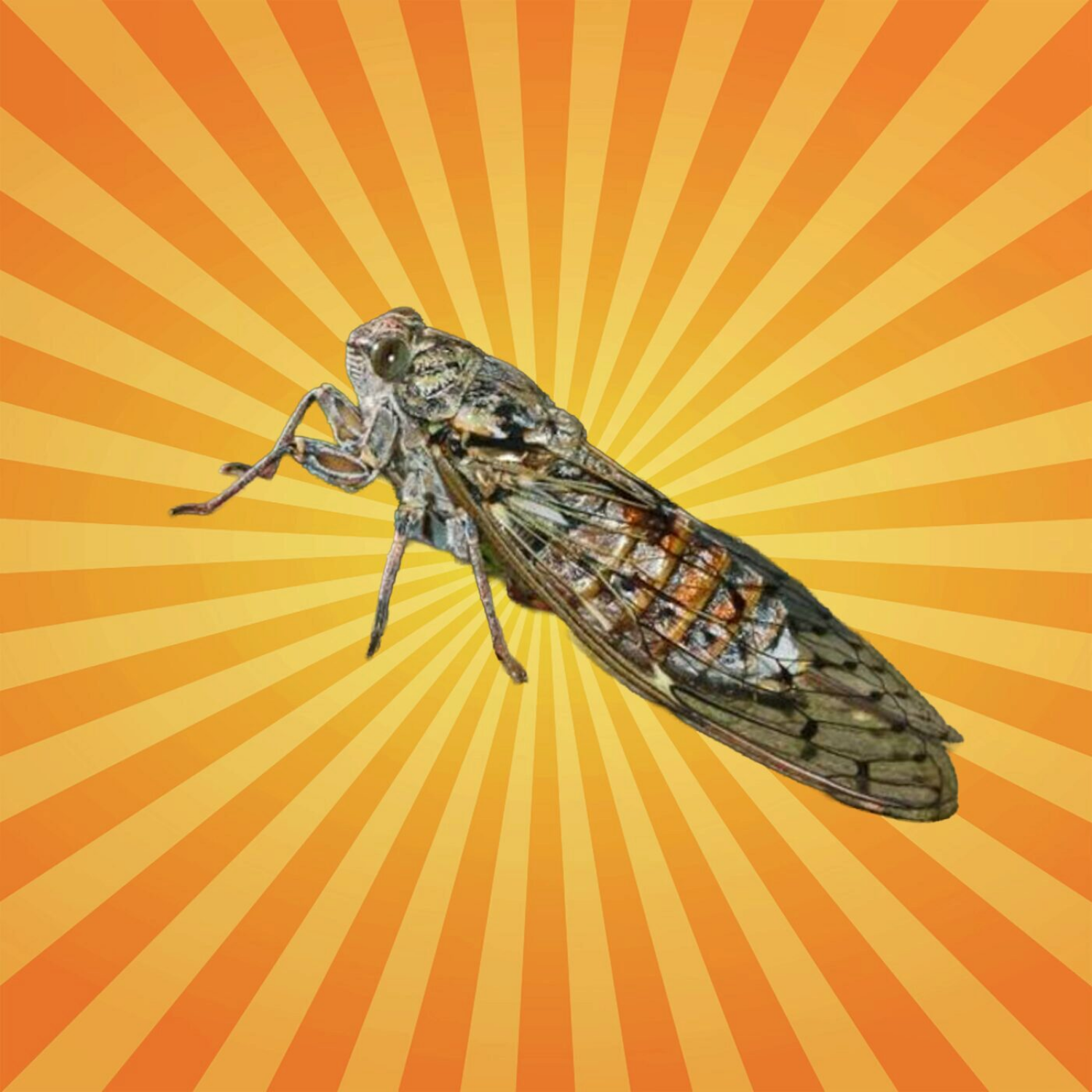 La cigale cymbale, mais ne chante pas