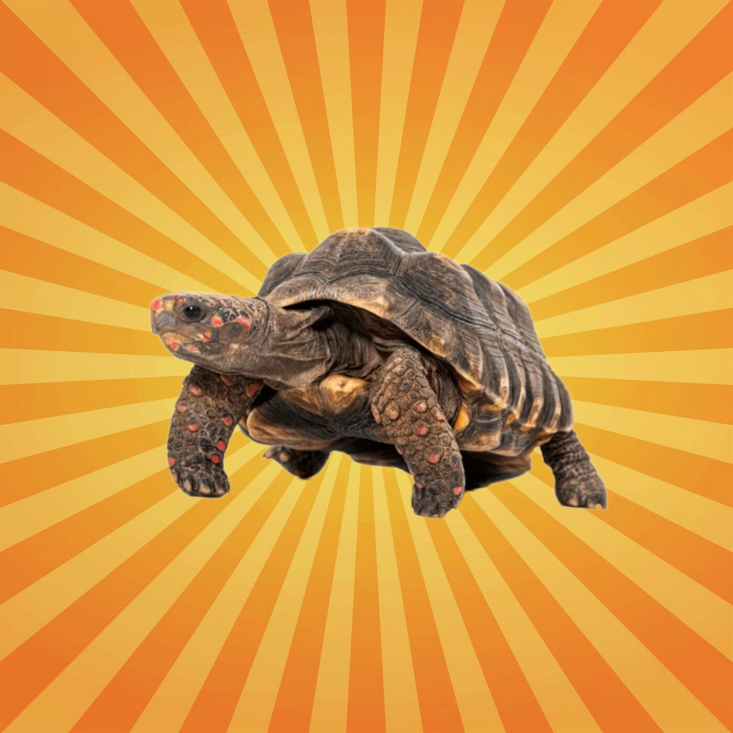 La tortue charbonnière à pattes rouges est optimiste !