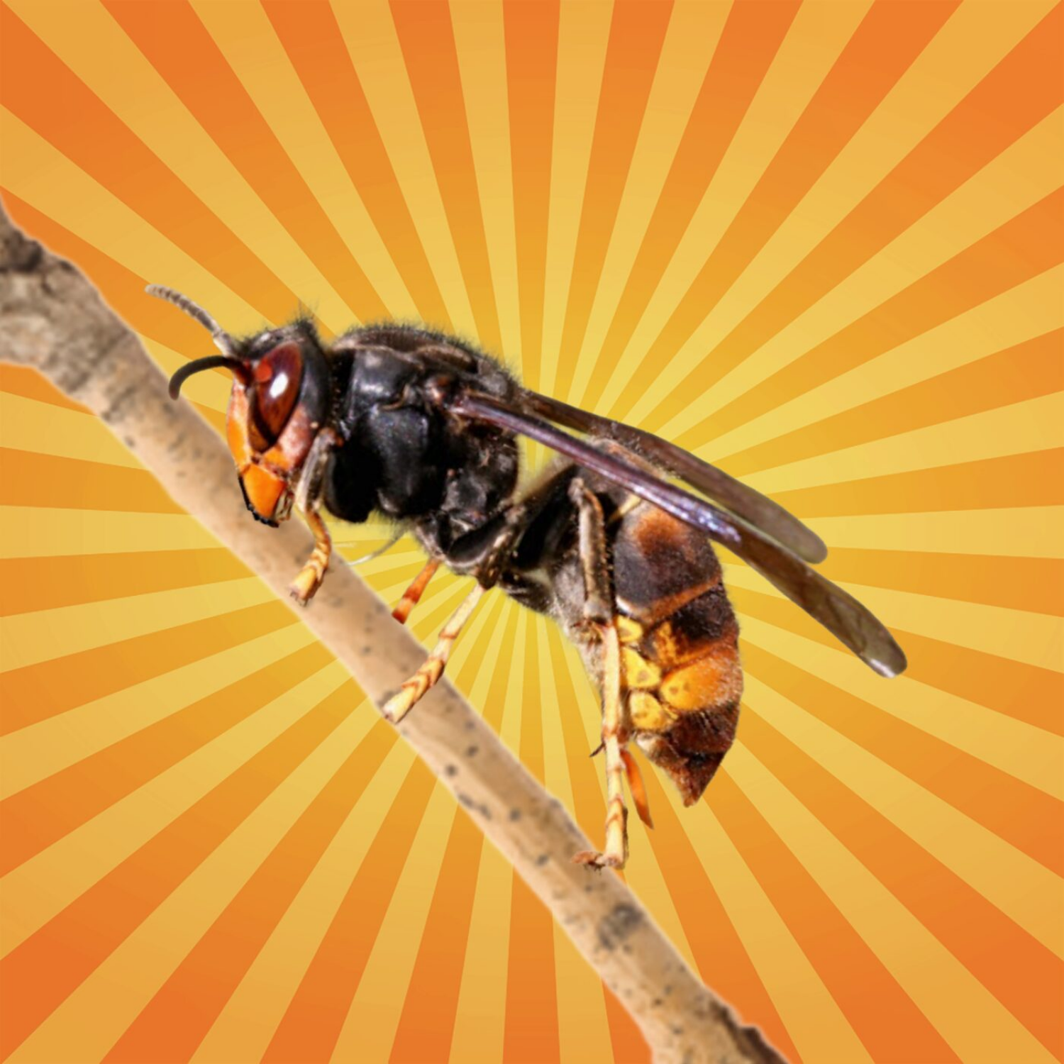 Le frelon à pattes jaunes a un cerveau de génie !