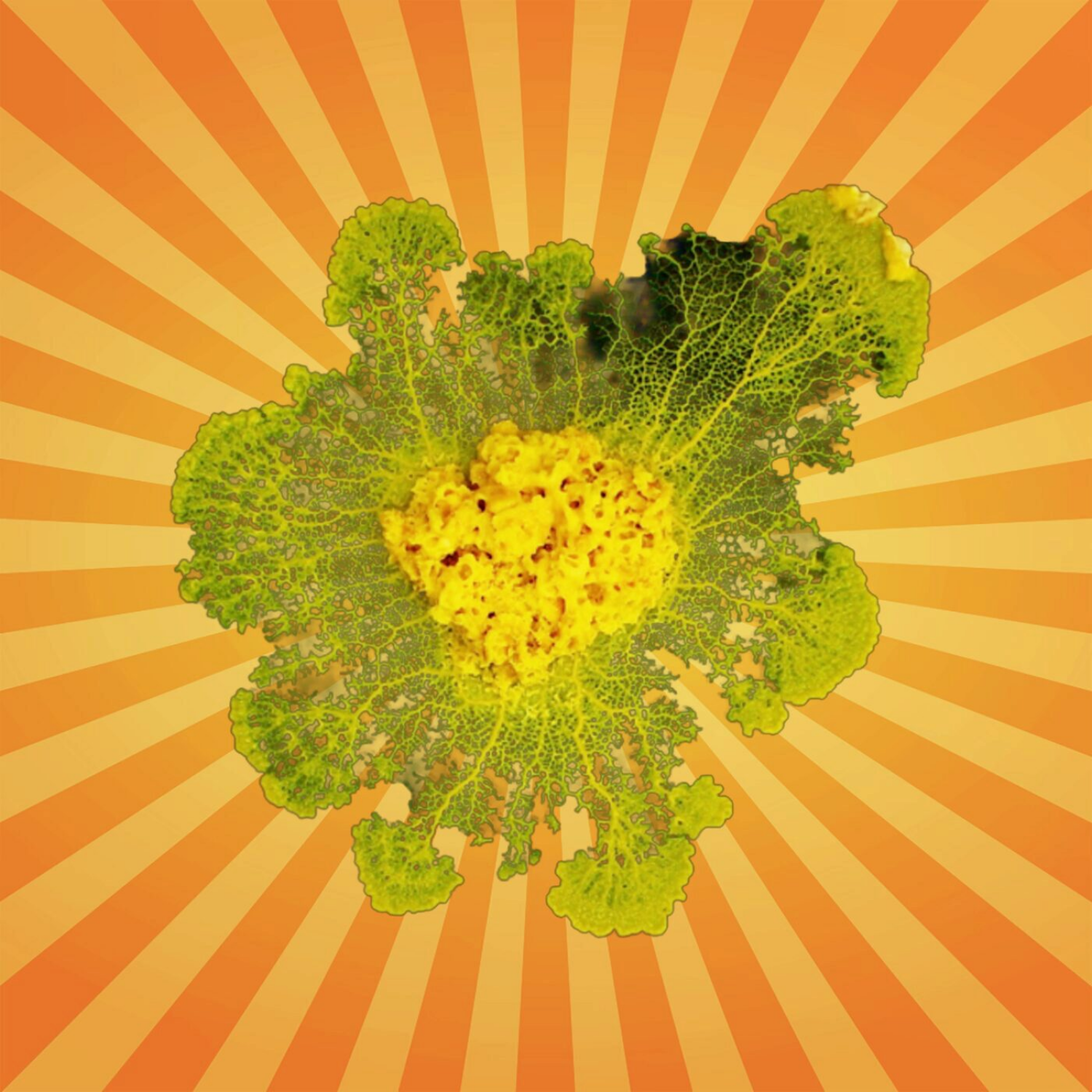 Le blob remonte le temps et maîtrise la fusion  !