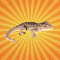 Bêtes de science - Le gecko marche aux murs comme Spiderman