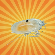 Bêtes de science - L’ostracode, minuscule crustacé qui éclaire le passé