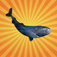 Bêtes de science - Le requin du Groenland peut vivre plus de 400 ans !
