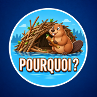 Culture G - Pourquoi les castors construisent-ils des barrages ? 🦫