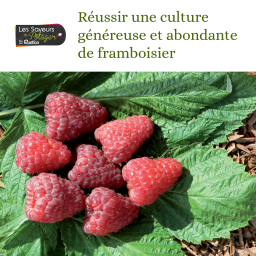 Les Saveurs du Potager : Réussir une culture généreuse et abondante de framboisier
