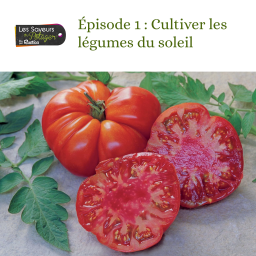 Les Saveurs du Potager : Épisode 1 - Cultiver les légumes du soleil