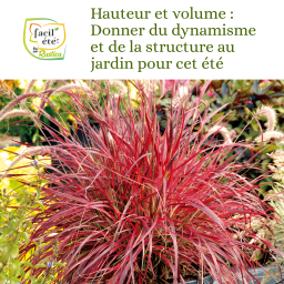 Facil'Été : Donner du dynamisme et de la structure au jardin pour cet été