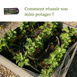 Les Saveurs du Potager : Comment réussir son mini-potager ?