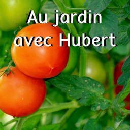 Les saveurs du potager : Comment bien choisir ses variétés de tomate ?