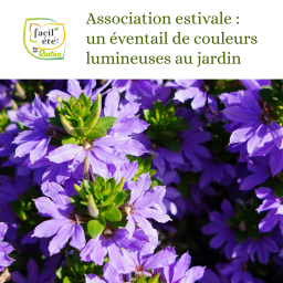 Facil'Été : Association estivale : un éventail de couleurs lumineuses au jardin