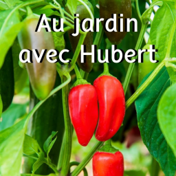 Les saveurs du potager : Comment entretenir ses légumes du soleil ?