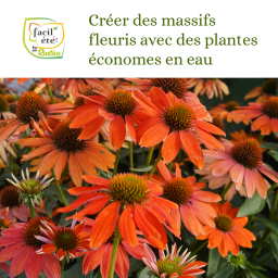 Facil'Été : créer des massifs fleuris avec des plantes économes en eau