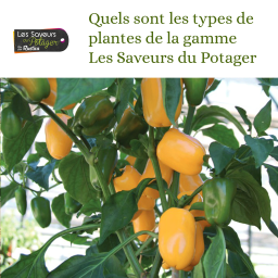 Les Saveurs du Potager : Quels sont les types de plantes de la gamme Les Saveurs du Potager ?