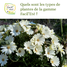 Facil'Eté : quels sont les types de plantes de la gamme Facil'Eté ?