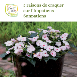 Facil'été : Les 5 raisons qui font que je craque sur une impatiens sunpatiens