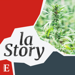 Cannabis, la ruée vers l’herbe