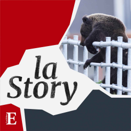 Japon : quand les ours arrivent en ville