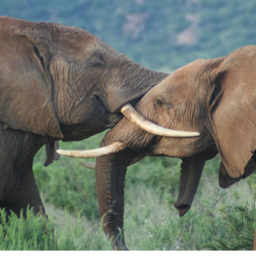 Les éléphants communiquent aussi par leurs oreilles, un nouvel Océan est né & TikTok change le visage de ses utilisateurs sans autorisation