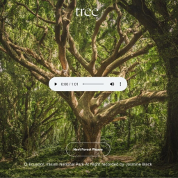 Ecoutez les forêts du monde sur Tree FM
