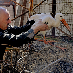 Des millions d’oiseaux migrateurs abattus pour quelques « likes »