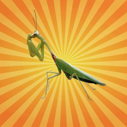 La mante religieuse : la reine secrète de nos jardins