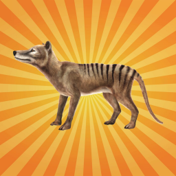 Le thylacine, prédateur mythique et fantôme du passé