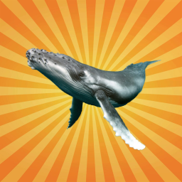 Bêtes de science - La baleine à bosse chasse... avec des bulles !