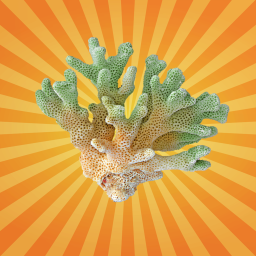 Le corail, un animal bien vivant qui construit des récifs