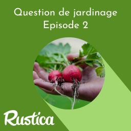 Que faire quand les radis sont trop piquants et que les salades montent en graines ?