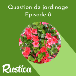 Hiverner et soigner le dipladenia