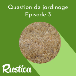 Que faire d'une pelouse séchée apres un été sec ?
