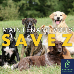 Quel est le chien préféré des Français ?
