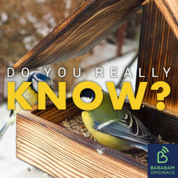 Is feeding birds in your garden a bad idea?