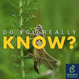 Do you really know? - Could insects replace meat?