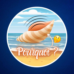 Pourquoi entend-on la mer dans les coquillages ? 🐚