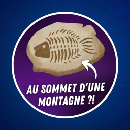 Des fossiles marins retrouvés au sommet d'une montagne ?