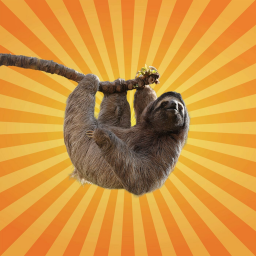 Le paresseux est un écosystème à lui tout seul