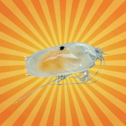 L’ostracode, minuscule crustacé qui éclaire le passé