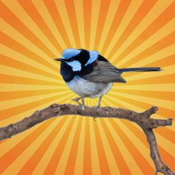 Le mérion superbe parle à ses bébés avant leur naissance !