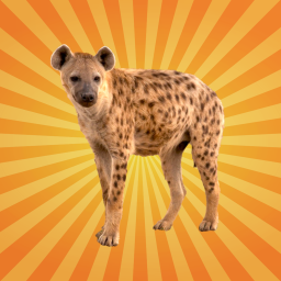 La hyène n’est pas la super méchante que vous imaginez