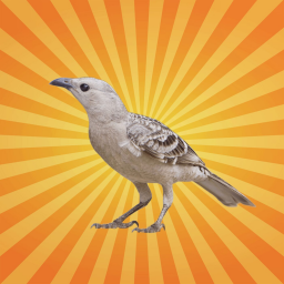 L'oiseau jardinier séduit grâce à l'illusion d'optique !