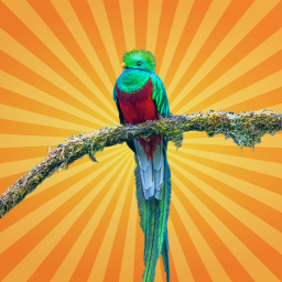 Le quetzal resplendissant, oiseau fétiche des Aztèques et des Mayas
