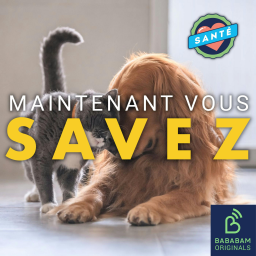 Quels sont les bienfaits des animaux domestiques sur notre santé ?