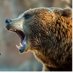 Comment combattre un ours à main nue ?