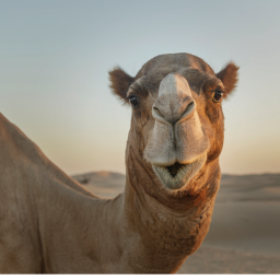 Cloner son chameau pour remporter un concours de beauté, c’est courant